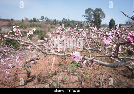 Chengdu Longquanyi Peach Blossom Heimatstadt Peach Blossoms in voller Blüte Stockfoto