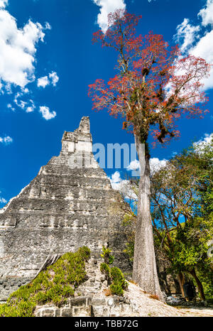 Tempel der Großen Jaguar in Tikal in Guatemala. Stockfoto