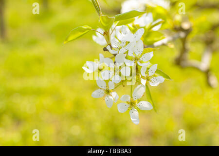 Kirschblüten über verschwommenes Natur Hintergrund Stockfoto