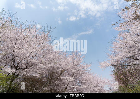 Kirschblüten im Touzhu Stockfoto