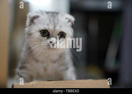 Kätzchen, Ohr - Folding cat. Stockfoto