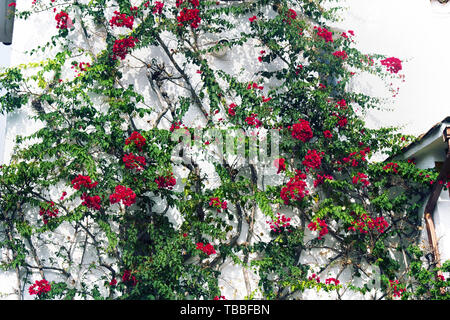 Alte Rebe (Klettern Strauch) locken auf der Wand des Hauses. Lila Hüllblätter und kleine weisse bougainvillia Blume. Bougainvilia (Bougainvillea sp.) Blühende Stockfoto