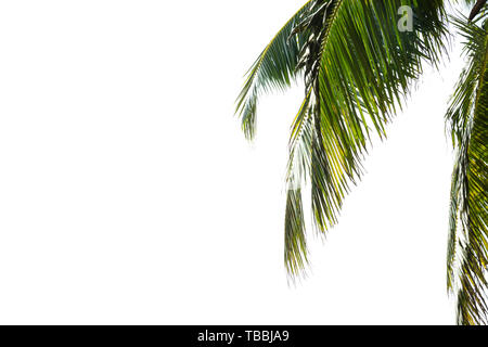 In der Nähe von grünen Palmen Blätter des Baumes isoliert auf weißem Stockfoto