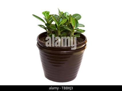 Sämling von adeniums in braunen Topf auf weißem Hintergrund. Close Up. Stockfoto