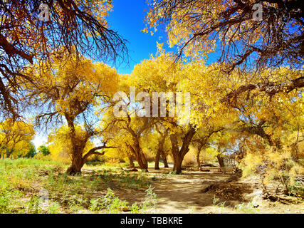 Die Schönheit der Szene im Herbst, den Goldenen Wald Stockfoto