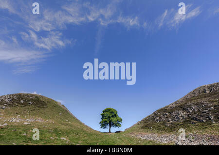 Sycamore Gap, Northumberland, England, UK, Europa Stockfoto