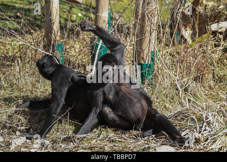 Die black-headed Klammeraffen, Ateles fusciceps ist eine Pflanzenart aus der Gattung der Klammeraffen, eine Art neue Welt Affe, aus Mittel- und Südamerika. Stockfoto