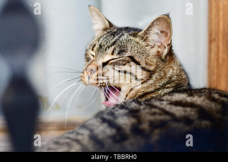 Portrait von groß grau cat Gähnen closeup Stockfoto