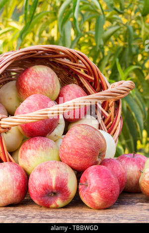 Nur rote Äpfel in Weidenkorb auf alten Holzbrettern abgeholt mit Baum Blätter im Hintergrund. Gerade geerntete Früchte. Geringe Tiefenschärfe. Fokus Stockfoto