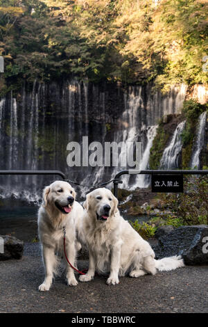 Zwei golden retriever vor einem Wasserfall Stockfoto