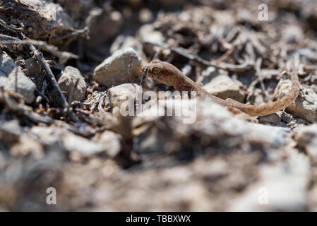 Close up niedlich klein, Selbst-Fingered gecko Gattung Alsophylax auf dem Boden Stockfoto