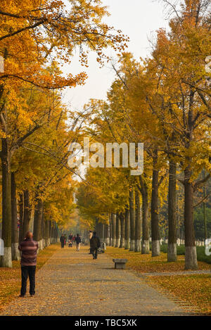 Ginkgo Allee, Chengdu Universität elektronische Wissenschaft und Technologie Stockfoto