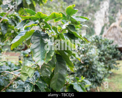 Kaffeepflanze coffea arabica wächst in Kuba Stockfoto