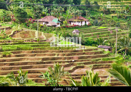 UBUD, BALI, Indonesien - Februar Circa, 2019. Terrasse von Reisfeldern in Tegallalang, Greta. Mit Bauernhof und traditionelles Haus Stockfoto