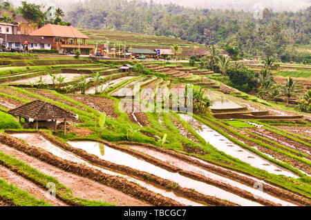 UBUD, BALI, Indonesien - Februar Circa, 2019. Terrasse von Reisfeldern in Tegallalang, Greta. Mit Bauernhof und traditionelles Haus Stockfoto