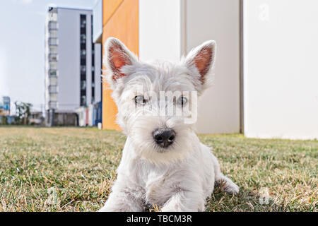 Low Angle View Portrait von Welpen West Highland White Terrier Welpen Straße Hintergrund Stockfoto