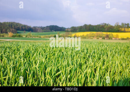 Bayerische Feder ländliche Landschaft mit grünen Feld, Fokus auf Grashalme im Vordergrund, in Deutschland, in Europa Stockfoto