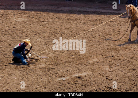 Man Seile Kalb in Rodeo Veranstaltung in Calgary Stampede in Kanada, Seil zu Pferd gebunden. Stockfoto