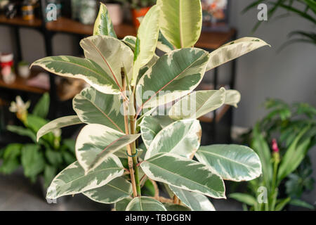 Großen Ficus Pflanzen. Stilvolle grüne Pflanze in Wicker Topf auf Holz- Vintage stand auf dem Hintergrund von Blumen Shop. Moderne Einrichtung. Stockfoto