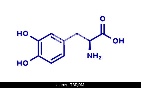 L-Dopa (Levodopa) Parkinson Medikament Molekül. Blau Skelett Formel auf weißem Hintergrund. Stockfoto