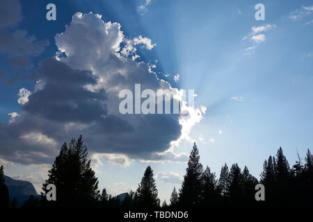 Sonne hinter Wolke macht dramatische Sonnenstrahlen, über Silhouette der Pinien. Stockfoto