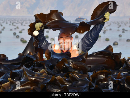 Peking, der chinesischen Provinz Shandong. 24. Mai, 2019. Ein lokaler Landwirt zeigt geerntet Kelp in der Nähe der Küste der Insel Daqin Changdao County, Yantai, Provinz Shandong, China, 24. Mai 2019. Credit: Zhu Zheng/Xinhua/Alamy leben Nachrichten Stockfoto