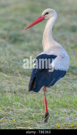 Reitwein, Deutschland. 31. Mai, 2019. Ein weißstorch (Ciconia ciconia) Sucht nach Essen in den frühen Morgen auf einer gemähten Wiese im Oderbruch. Foto: Patrick Pleul/dpa-Zentralbild/ZB/dpa/Alamy leben Nachrichten Stockfoto