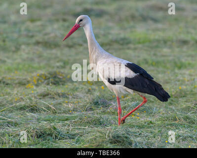 Reitwein, Deutschland. 31. Mai, 2019. Ein weißstorch (Ciconia ciconia) Sucht nach Essen in den frühen Morgen auf einer gemähten Wiese im Oderbruch. Foto: Patrick Pleul/dpa-Zentralbild/ZB/dpa/Alamy leben Nachrichten Stockfoto