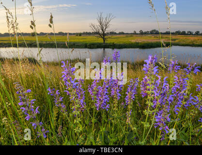 Reitwein, Deutschland. 31. Mai, 2019. Wiese Salbei blüht kurz nach Sonnenaufgang auf dem Deich in der Nähe der deutsch-polnischen Grenze oder. Foto: Patrick Pleul/dpa-Zentralbild/ZB/dpa/Alamy leben Nachrichten Stockfoto