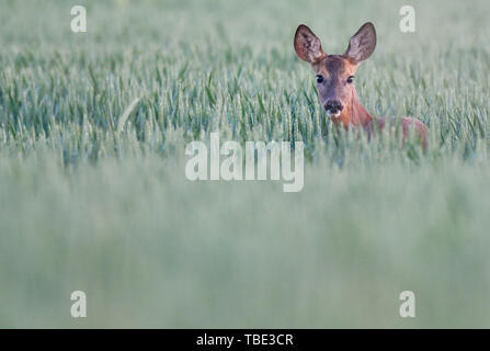 Reitwein, Deutschland. 31. Mai, 2019. In den frühen Morgenstunden ein Reh schaut aus einem Korn Feld in das Oderbruch. Foto: Patrick Pleul/dpa-Zentralbild/ZB/dpa/Alamy leben Nachrichten Stockfoto