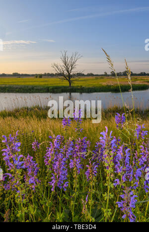 Reitwein, Deutschland. 31. Mai, 2019. Wiese Salbei blüht kurz nach Sonnenaufgang auf dem Deich in der Nähe der deutsch-polnischen Grenze oder. Foto: Patrick Pleul/dpa-Zentralbild/ZB/dpa/Alamy leben Nachrichten Stockfoto