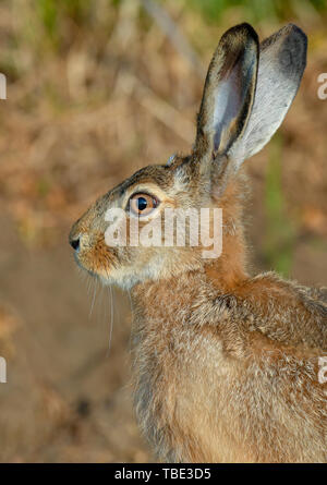 Reitwein, Deutschland. 31. Mai, 2019. Ein Hase (Lepus europaeus) kann in den frühen Morgenstunden auf einem Feld im Oderbruch gesehen werden. Foto: Patrick Pleul/dpa-Zentralbild/ZB/dpa/Alamy leben Nachrichten Stockfoto