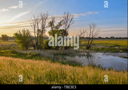 Reitwein, Deutschland. 31. Mai, 2019. Warmes Licht leuchtet kurz nach Sonnenaufgang über der Landschaft an der deutsch-polnischen Grenze oder. Foto: Patrick Pleul/dpa-Zentralbild/ZB/dpa/Alamy leben Nachrichten Stockfoto