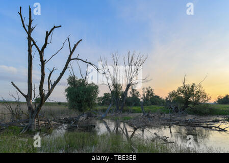 Reitwein, Deutschland. 31. Mai, 2019. Warmes Licht leuchtet kurz nach Sonnenaufgang über der Landschaft an der deutsch-polnischen Grenze oder. Foto: Patrick Pleul/dpa-Zentralbild/ZB/dpa/Alamy leben Nachrichten Stockfoto