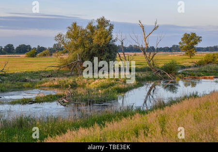 Reitwein, Deutschland. 31. Mai, 2019. Warmes Licht leuchtet kurz nach Sonnenaufgang über der Landschaft an der deutsch-polnischen Grenze oder. Foto: Patrick Pleul/dpa-Zentralbild/ZB/dpa/Alamy leben Nachrichten Stockfoto