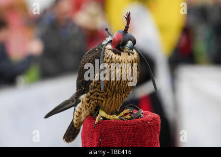 Baw Baw, Victoria, Australien. 01 Juni, 2019. ; Medieval Jousting Weltmeisterschaften; Greifvögel auf Zeigen den ganzen Tag über wurden: Aktion Plus Sport Bilder/Alamy leben Nachrichten Stockfoto