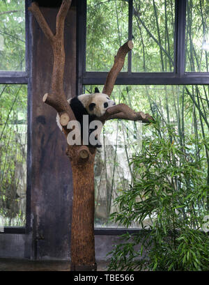 Shanghai. 1. Juni 2019. Foto am 1. Juni 2019 zeigt die zehn Monate alten Panda cub ruht auf dem Baum an der Shanghai Wild Animal Park in Shanghai, China Shanghai. Die Panda cub benannt ist Qiqi zu einem tauffest am Samstag statt. Credit: Ding Ting/Xinhua/Alamy leben Nachrichten Stockfoto