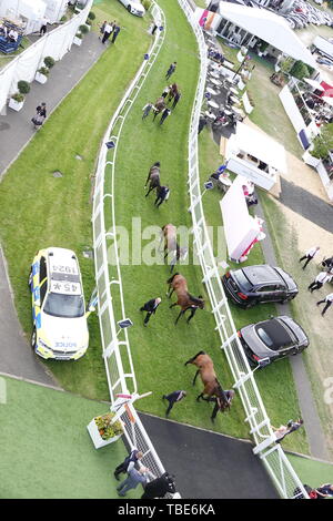 1. Juni 2019. Epsom Downs, Surrey, UK Die unsaddled Pferde zu Fuß zur Parade Ring für den Derby während der weltberühmten Investec Derby Festival Credit: Motofoto/Alamy leben Nachrichten Stockfoto