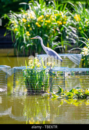 Brighton UK vom 1. Juni 2019 - ein Reiher geht Fischen in Queens Park Teich Brighton in der heißen Sonne mit Temperaturen Vorhersage 28 Grad in einigen Teilen der Südosten heute zu erreichen. Foto: Simon Dack/Alamy leben Nachrichten Stockfoto