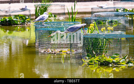 Brighton UK vom 1. Juni 2019 - ein Reiher geht Fischen in Queens Park Teich Brighton in der heißen Sonne mit Temperaturen Vorhersage 28 Grad in einigen Teilen der Südosten heute zu erreichen. Foto: Simon Dack/Alamy leben Nachrichten Stockfoto