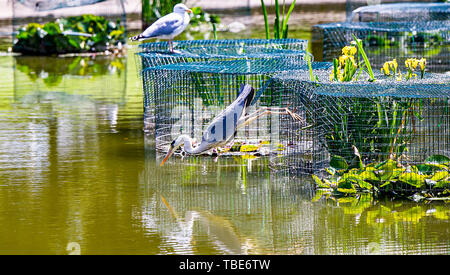 Brighton UK vom 1. Juni 2019 - ein Reiher geht Fischen in Queens Park Teich Brighton in der heißen Sonne mit Temperaturen Vorhersage 28 Grad in einigen Teilen der Südosten heute zu erreichen. Foto: Simon Dack/Alamy leben Nachrichten Stockfoto