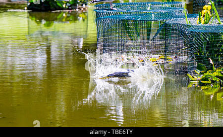 Brighton UK vom 1. Juni 2019 - ein Reiher geht Fischen in Queens Park Teich Brighton in der heißen Sonne mit Temperaturen Vorhersage 28 Grad in einigen Teilen der Südosten heute zu erreichen. Foto: Simon Dack/Alamy leben Nachrichten Stockfoto