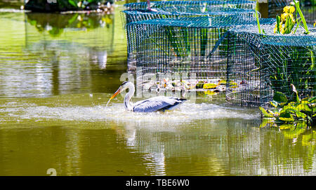 Brighton UK vom 1. Juni 2019 - ein Reiher geht Fischen in Queens Park Teich Brighton in der heißen Sonne mit Temperaturen Vorhersage 28 Grad in einigen Teilen der Südosten heute zu erreichen. Foto: Simon Dack/Alamy leben Nachrichten Stockfoto