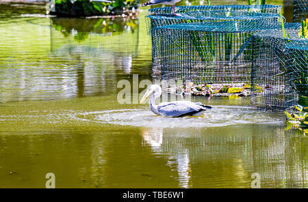 Brighton UK vom 1. Juni 2019 - ein Reiher geht Fischen in Queens Park Teich Brighton in der heißen Sonne mit Temperaturen Vorhersage 28 Grad in einigen Teilen der Südosten heute zu erreichen. Foto: Simon Dack/Alamy leben Nachrichten Stockfoto