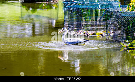 Brighton UK vom 1. Juni 2019 - ein Reiher geht Fischen in Queens Park Teich Brighton in der heißen Sonne mit Temperaturen Vorhersage 28 Grad in einigen Teilen der Südosten heute zu erreichen. Foto: Simon Dack/Alamy leben Nachrichten Stockfoto