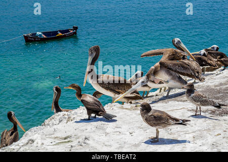 Pelikane und Kormorane auf den Felsen über Juan Lopez Bucht, in der Nähe von Antofagasta, Chile Stockfoto