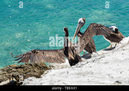 Pelikan stretching seine Flügel in den Ufern von Antofagasta, Chile Stockfoto