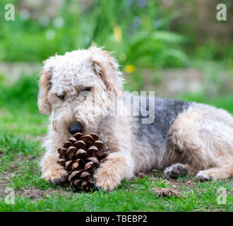 Hund auf Gras, Kauen. Stockfoto