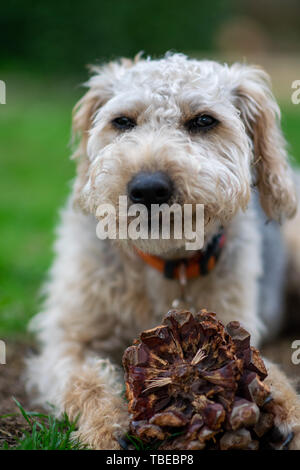 Hund auf Gras, Kauen. Stockfoto
