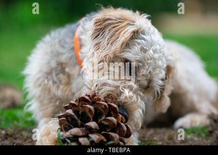 Hund auf Gras, Kauen. Stockfoto